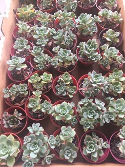 Echeveria🌱$2each