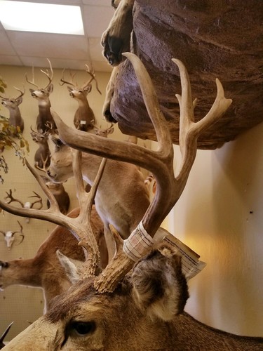 Nontypical Large Mule Deer Mount KAIBAB AZ Sheds Antlers Taxidermy Mounts NEW