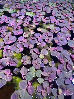 20+ Leaf Red Root Floaters. NO SNAILS. Live Aquarium Floating Plant