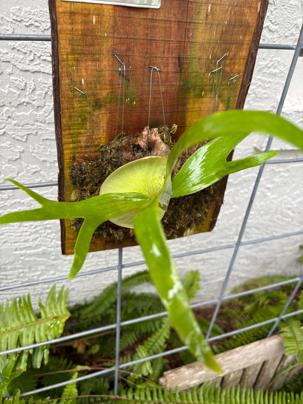 P. Bifurcatum (common) staghorn fern | eBay
