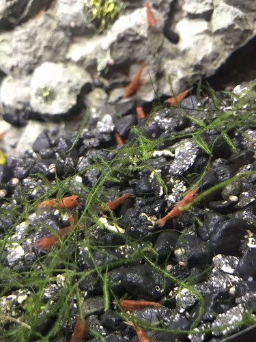 40+ LIVE Red Cherry Shrimp PLUS FREE MOSS