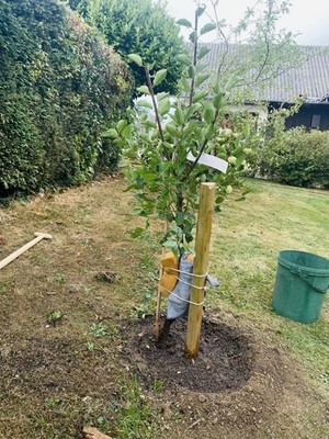 Artikelfoto(s) von einem verifizierten Käufer