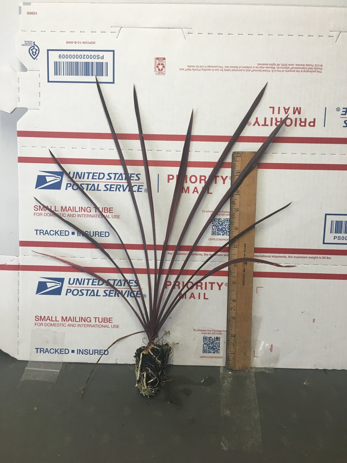 Cordyline Red Sensation