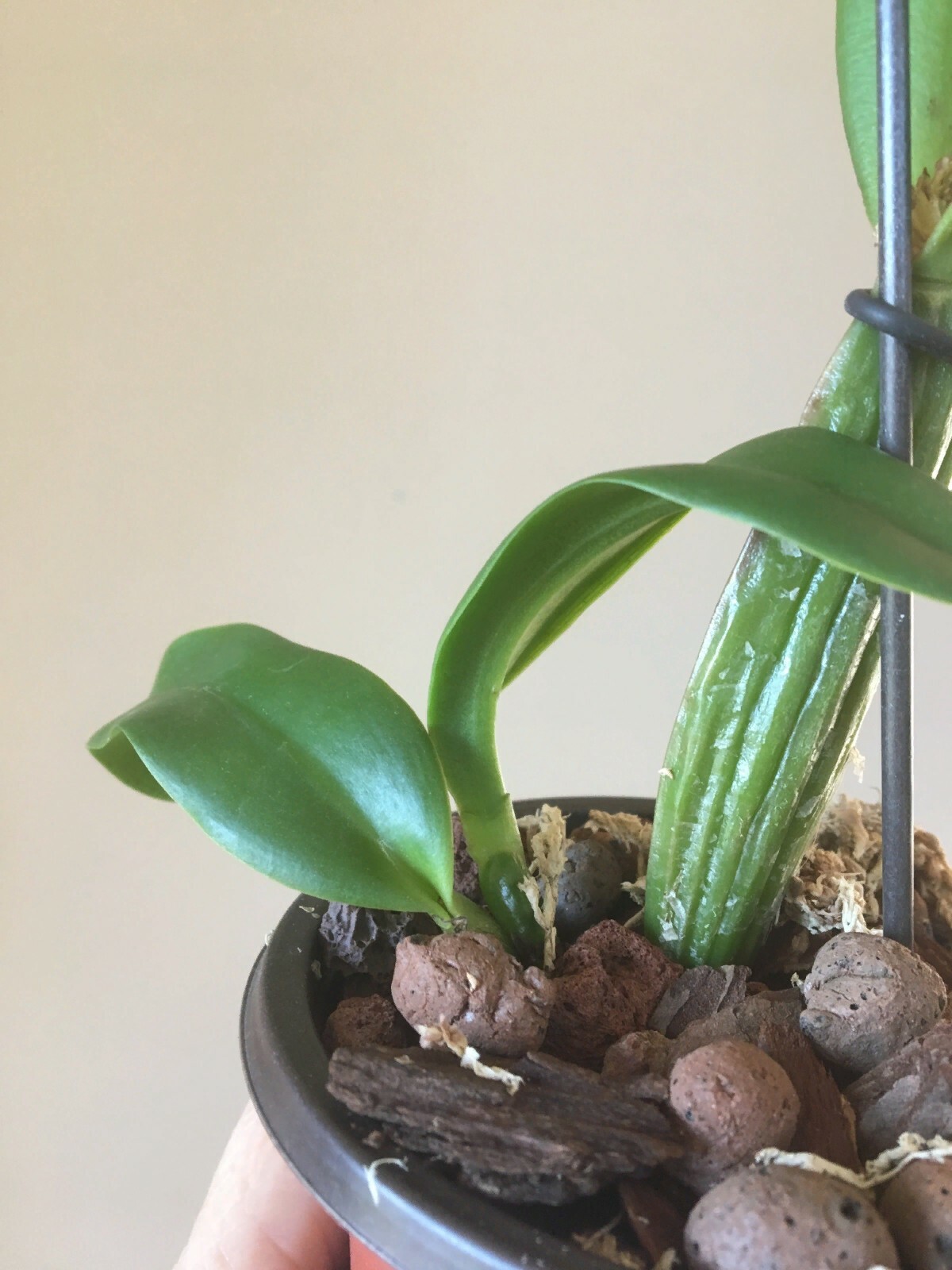 (101)  Blc. Always Dream 