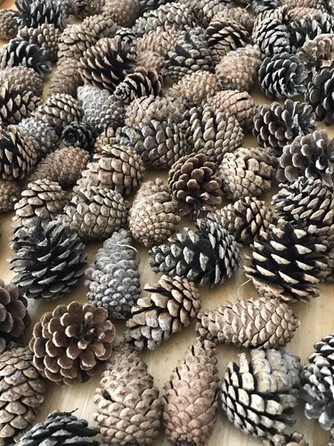 Real Pine Cones (handpicked) Batches Of 6 for crafts- 1 to 3 Inch variation