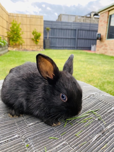 baby rabbits for sale gumtree