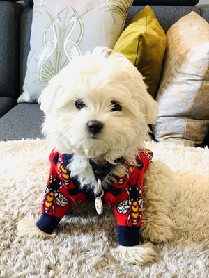 gucci dog clothes