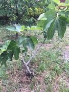 *SOLD* Fig Black Genoa 70cm, 28 inches  fruiting healthy tree Glen Huntly Glen Eira Area Preview