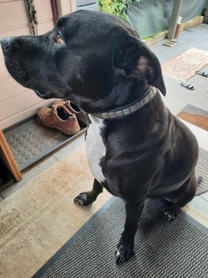 Artikelfoto(s) von einem verifizierten Käufer