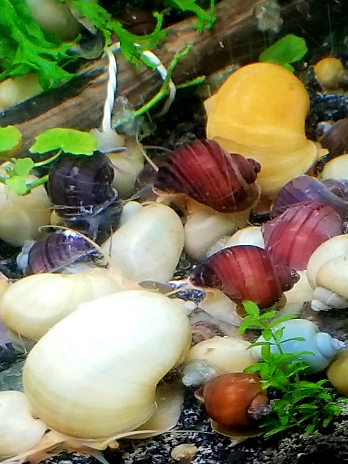 3 live Magenta Mystery Snails (dime size and up)