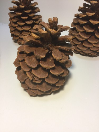 Lot of 5 Large Pine Cones for Holiday Crafting Decorating 6” High