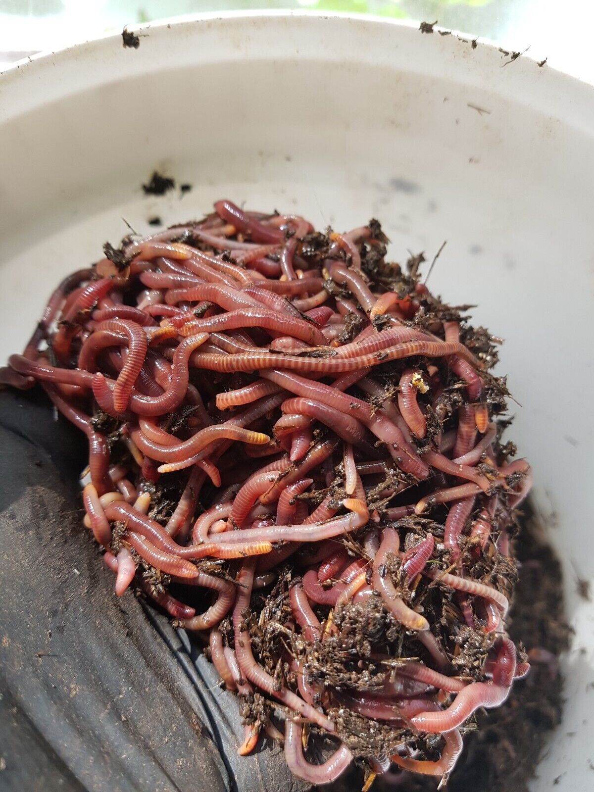 250 Stck. Kompostwürmer Gartenwürmer Regenwürmer Kompostbeschleuniger Wurmkiste