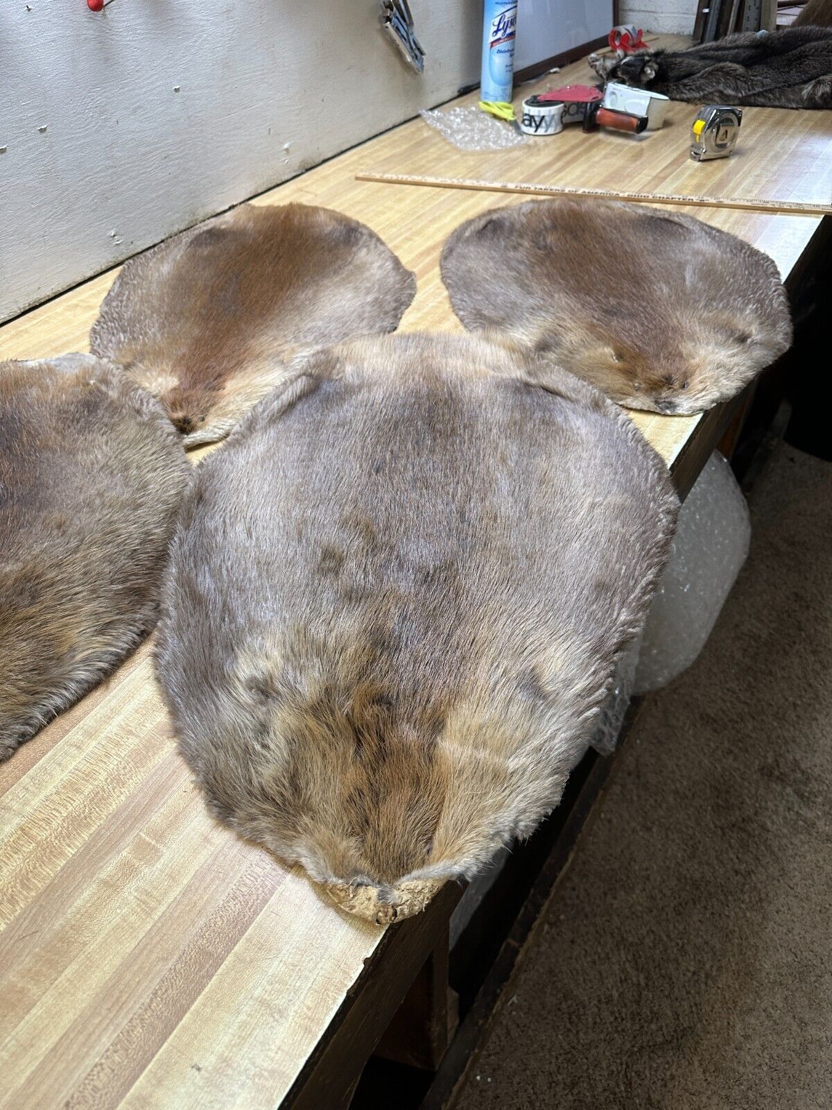 Tanned Beaver Hide { Natural } Older Tan Reduced Damaged Tanned Beaver Hide { Natural } Older Tan Reduced Damaged
