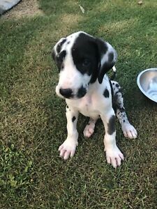 Great Dane Puppies Dogs Puppies Gumtree Australia Lockyer