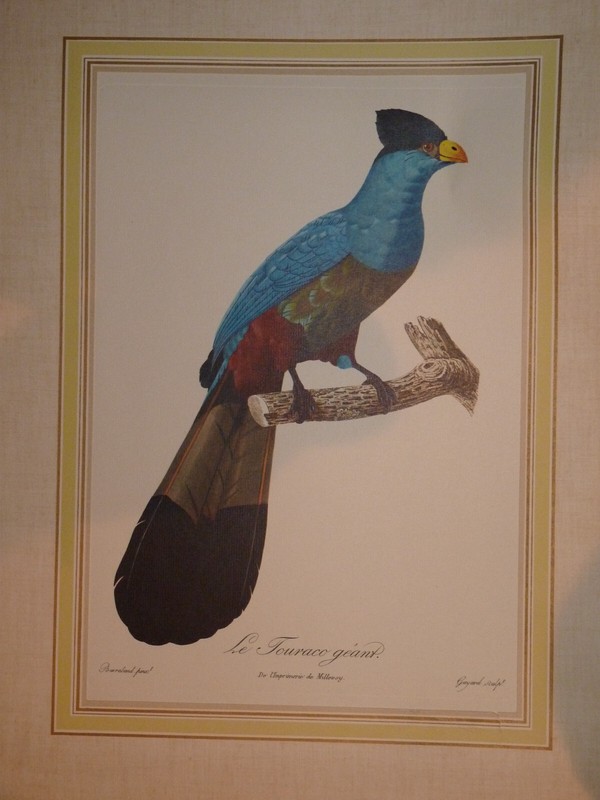 Jacques Barraband Le Touraco Geant Imprimere Millevoy Vintage 1963