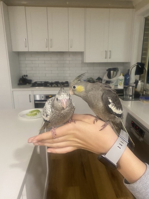 8 week old cockatiel