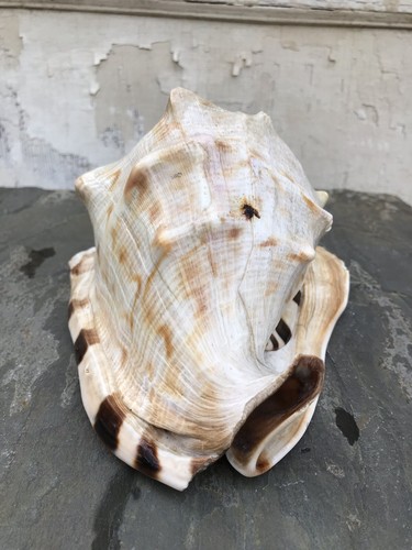 Queen Helmet Conch Shell Large Seashell Striped Sea Shell