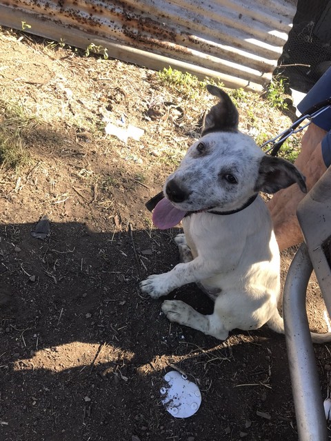 wolf puppies for sale gumtree