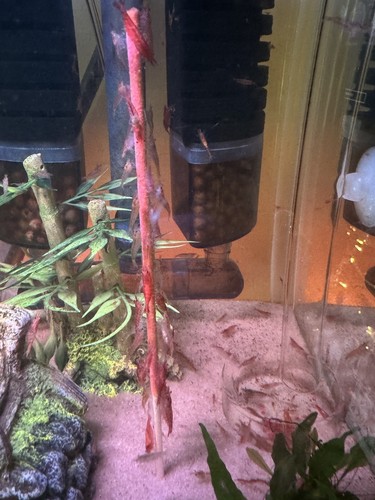 Fotos del artículo de un comprador verificado