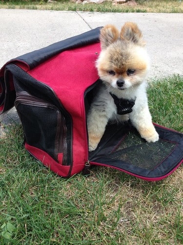 Sling Puppy Carrier Bag Suede Comfort Travel Pouch