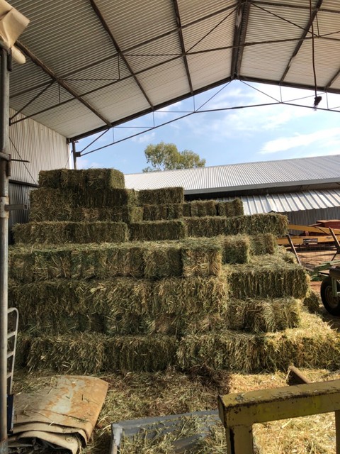 Oaten hay for sale | Pet Products | Gumtree Australia Western Australia