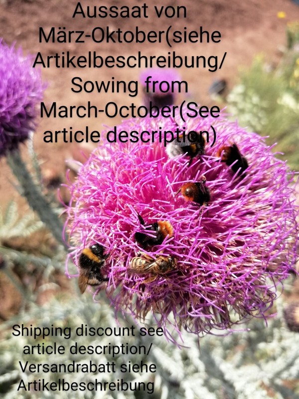 Illyrische Eselsdistel, Onopordum Illyricum, Illyrian Thistle, 45 Seeds, Samen