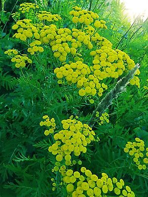 Rainfarn / Kompassblume *Tanacetum vulgare* - ca. 2000 Samen