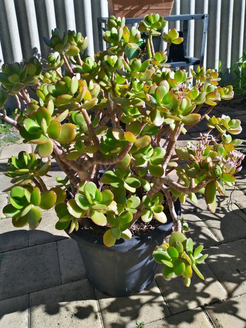 Jade plants for sale | Plants | Gumtree Australia Joondalup Area