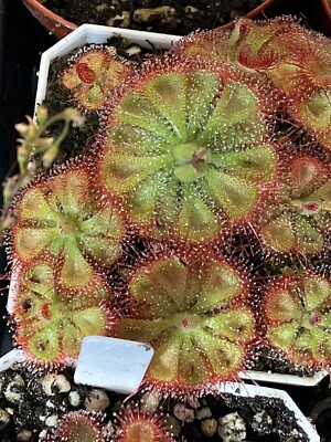 Drosera Burmanii Sundew