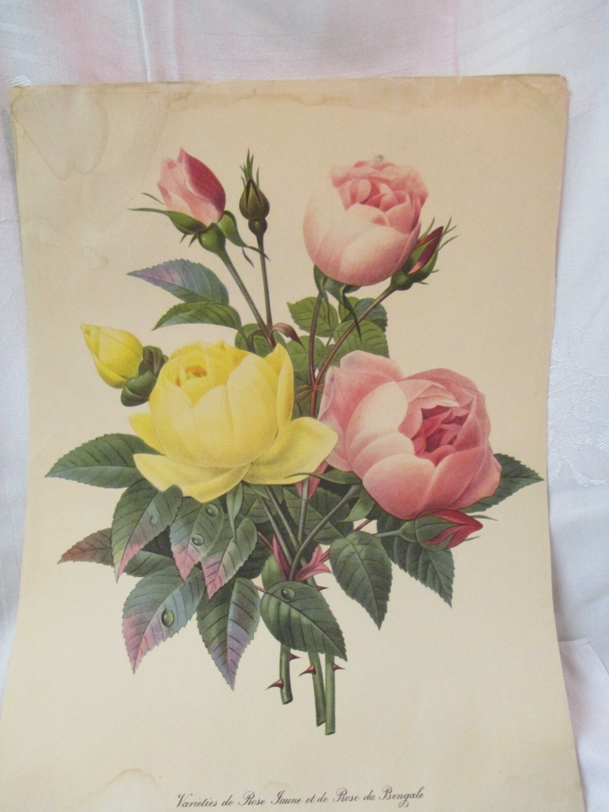 Vintage Art Print yellow pink Varieties Rose du Bengale | eBay