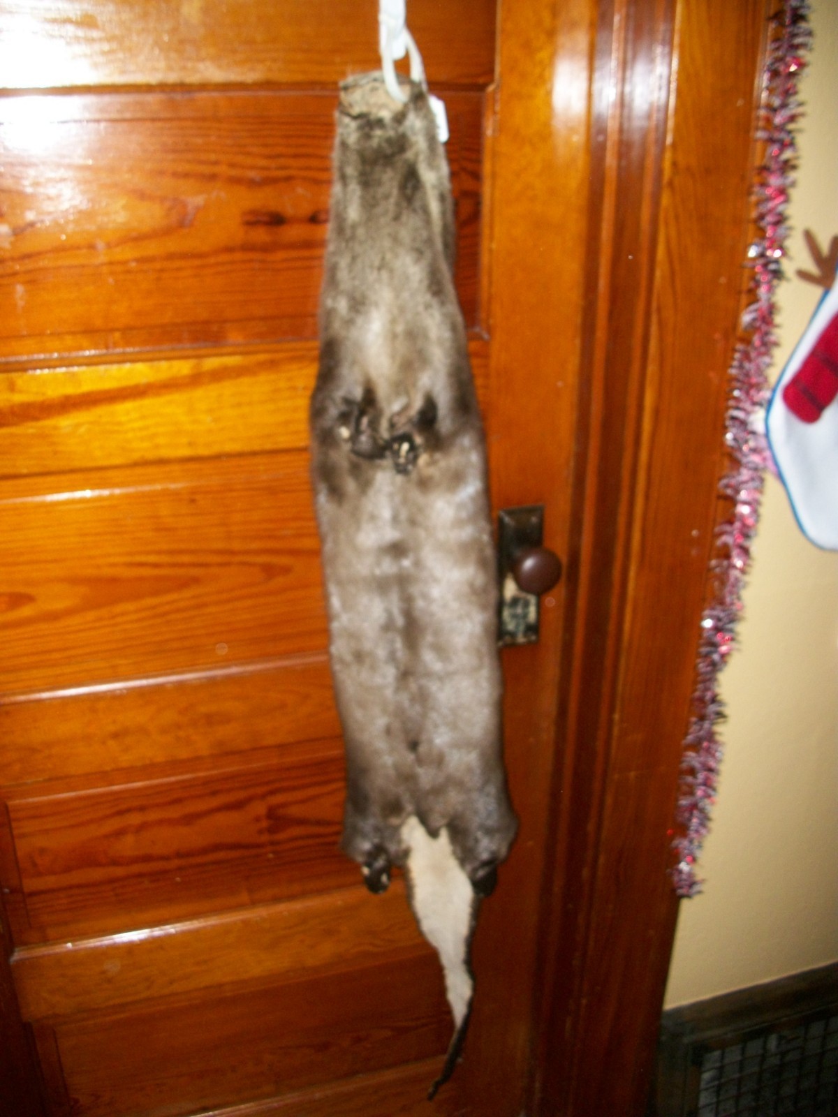 HUGE tanned RIVER OTTER fur pelt skin 4 FEET CLAW taxidermy craft cites TAG OF1