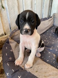 German Shorthaired Pointer Cross Beagle Pup Dogs Puppies