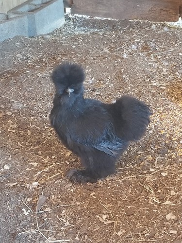 6 Fertile  Silkie/Satin chicken hatching eggs NPIP and AI clean