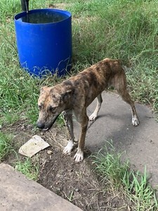 Great Dane X Bullmastiff X Kelpie Dogs Puppies Gumtree