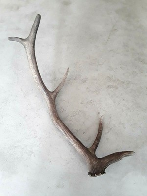 5 5 2pc Set Rustic Lodge Cabin Decor Deer Antler Drawer Handle