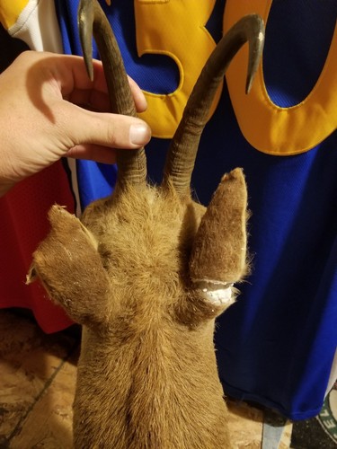 Vintage Mountain Goat Taxidermy shoulder Mount - cabin - man cave- juvenile?