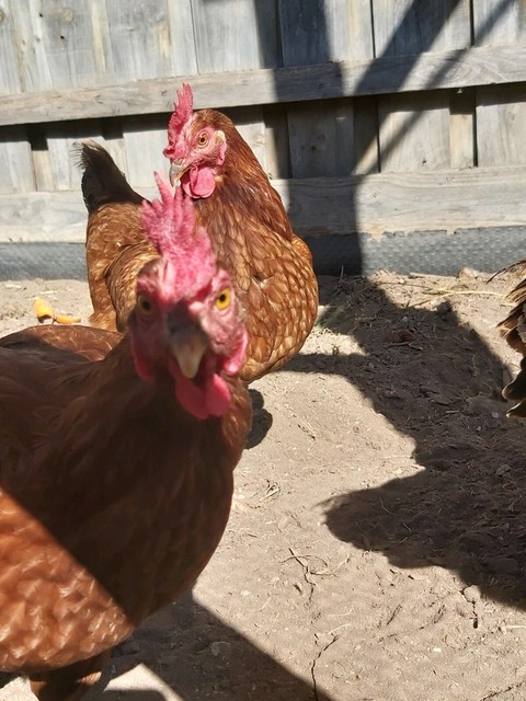 Download FREE chickens friendly backyard brown layer hens | Birds ...
