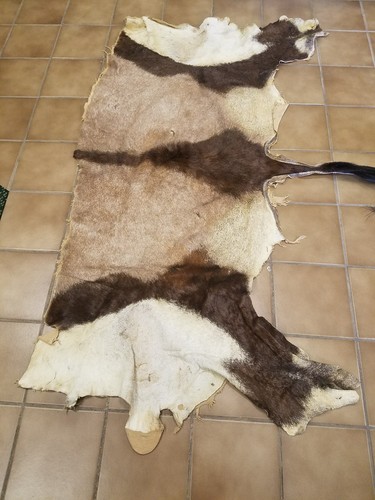 African Gemsbok Hide Tail Orix Taxidermy European Mount Tanned Furs Crafts Decor