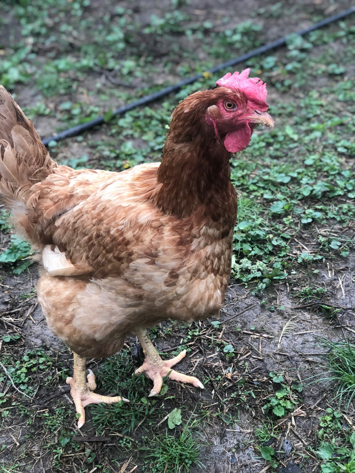 Backyard Mix - 12 Fertile Hatching Eggs