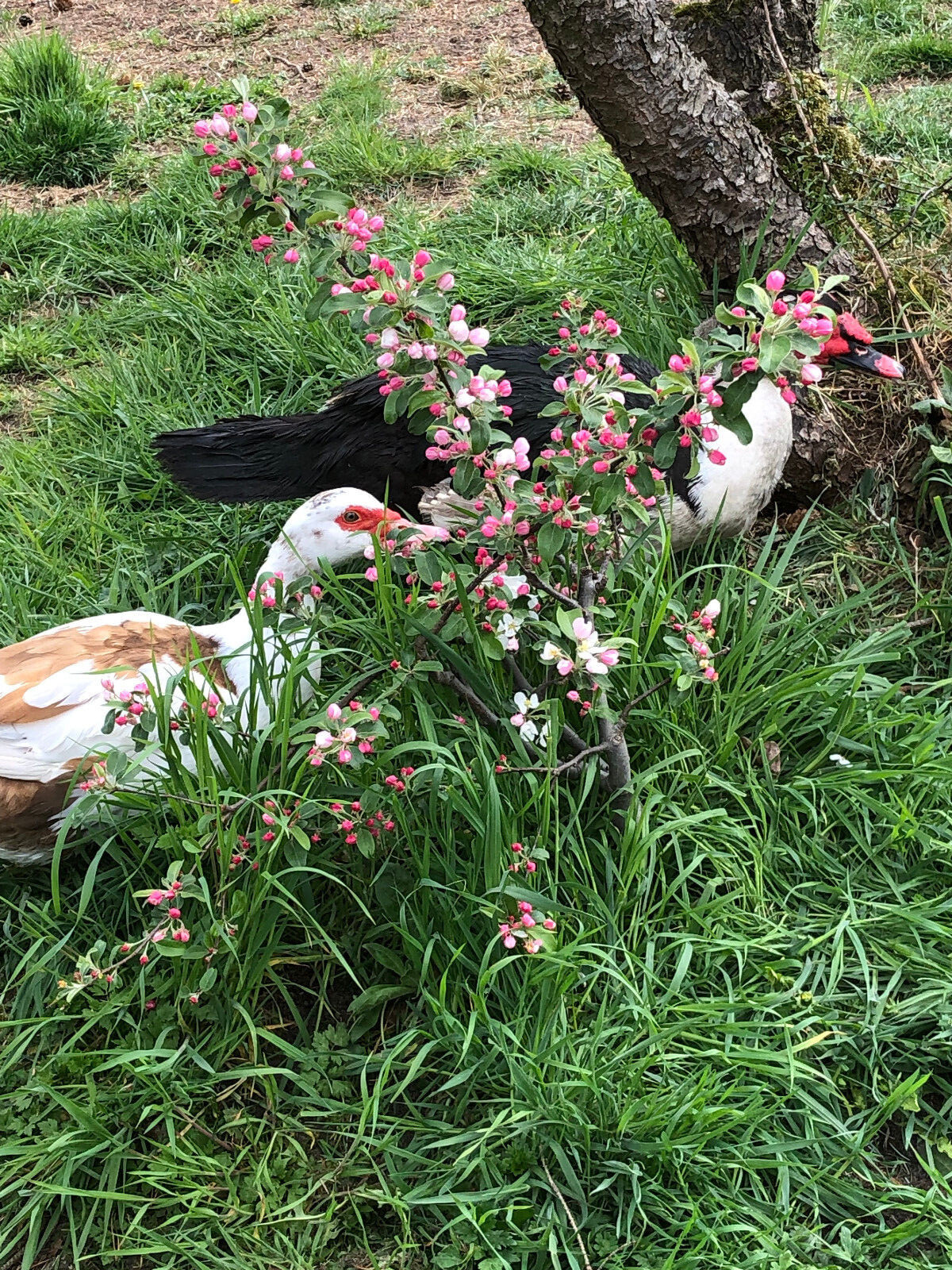 Flugenteneier Warzenenten (Keine) Bruteier