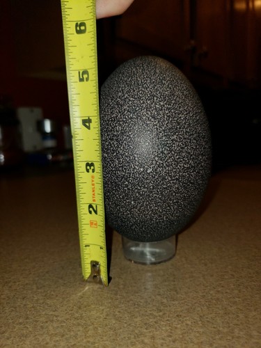 Emu Egg