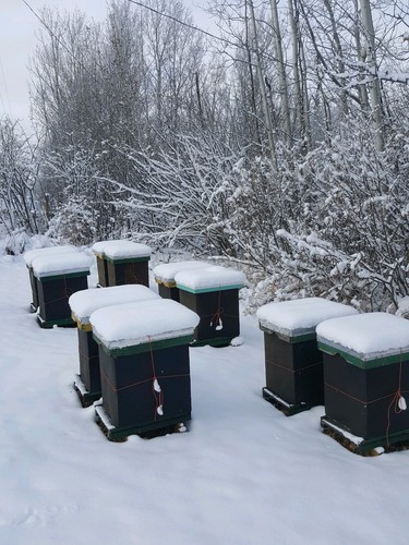 100% Pure Canadian Beeswax 4 - 1oz bars (4oz total) Cosmetics, crafts & more.