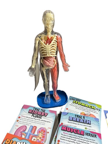 Human Body キット　英語 Amazon.com: EVOTECH SCIENTIFIC Human Body, Skeleton, Heart