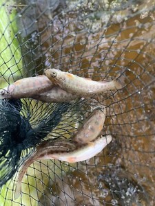 aquaculture aquaponic fish rainbow trout fingerlings dam