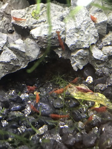 15+ LIVE Red Cherry Shrimp + FREE MOSS
