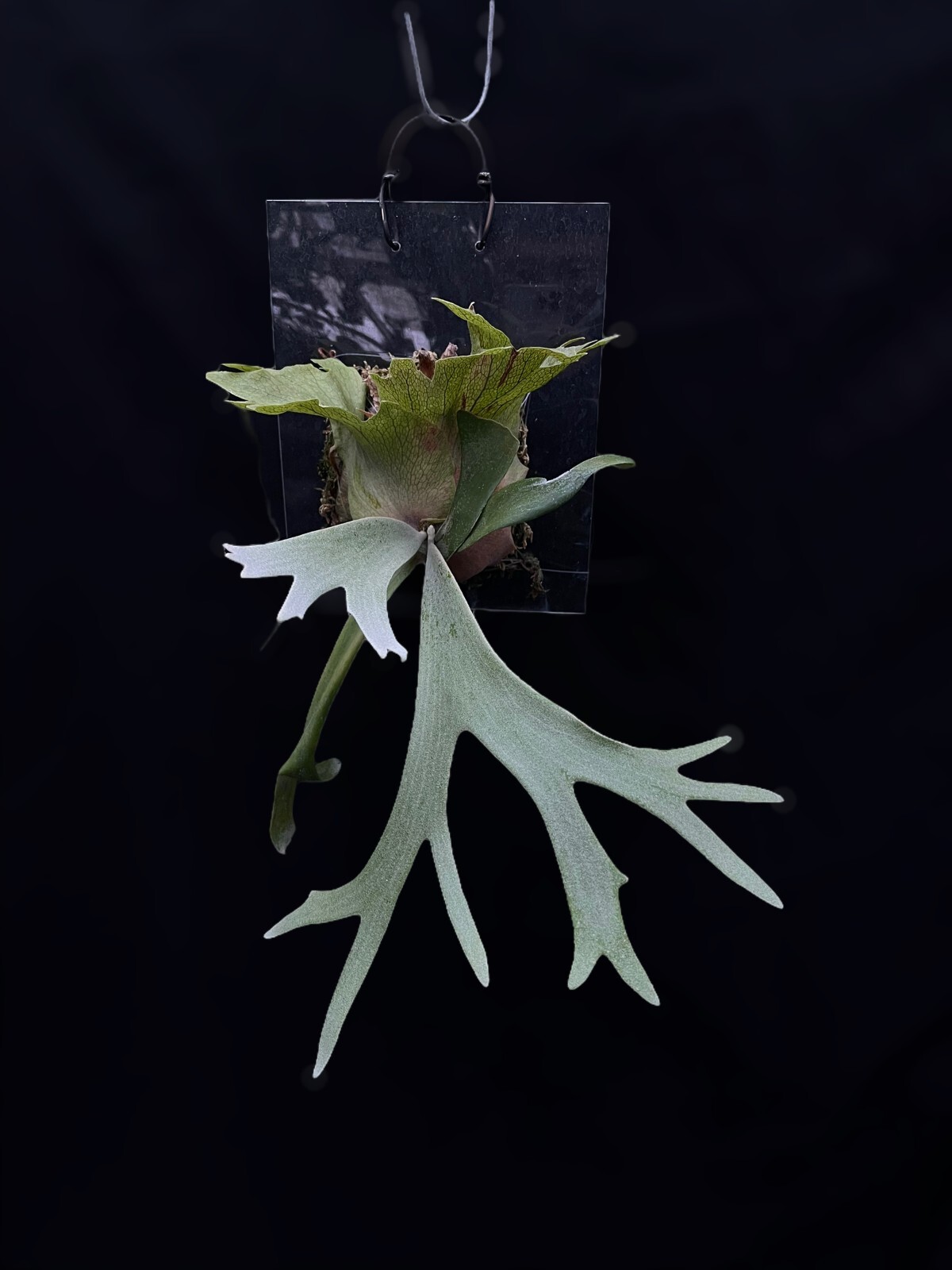 P. willinckii ' Crown'① Platycerium willinckii 