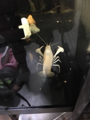 10+2 White Crayfish 1/2”-3/4” In Size