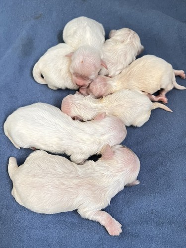 經驗證買家提供的物品圖片