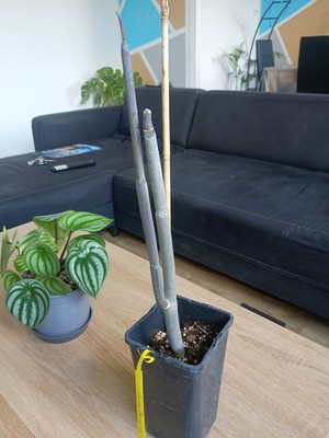 Foto dell'oggetto di un acquirente verificato