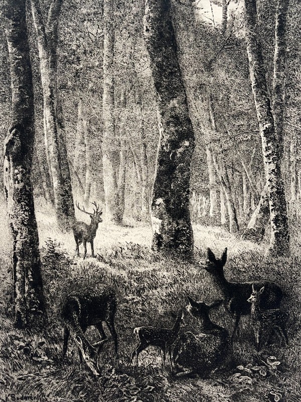 Retour Au Bercail Gravure Eau Forte Karl Bodmer Animalia Cerf Biches Xix°